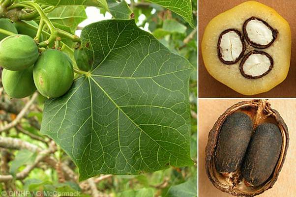 Jatropha Curcas Jatropha Curcas
