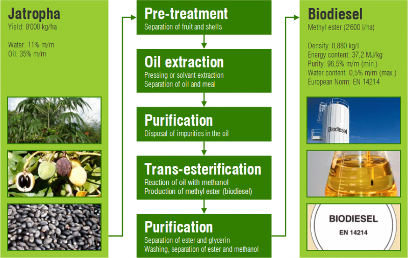 Processo di produzione dalla Zone di produzione del biodiesel dalla Jatropha Curcas