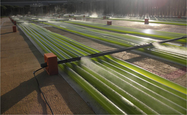Stabilimento di produzione di biodiesel con microalghe Stabilimento di produzione di biodiesel con microalghe